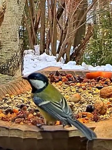 livebirdspoland_0d3b8d6cd292bbddc57d61c8598326d4.jpg
