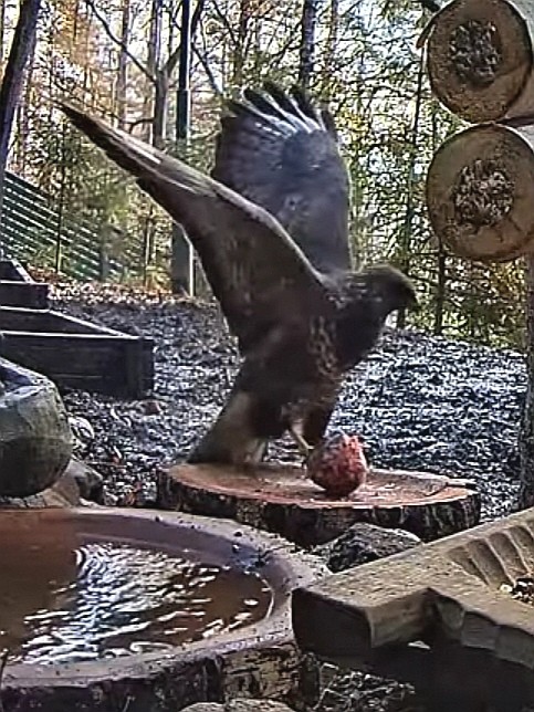 livebirdspoland_c9c94809bcf69838f160f05352f68c70.jpg