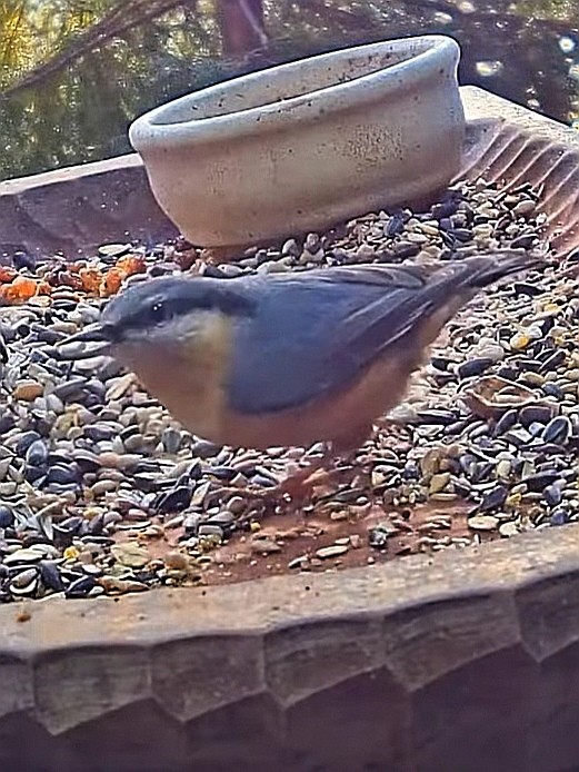 livebirdspoland_6244626137d5c347e2819adca0c35ec6.jpg