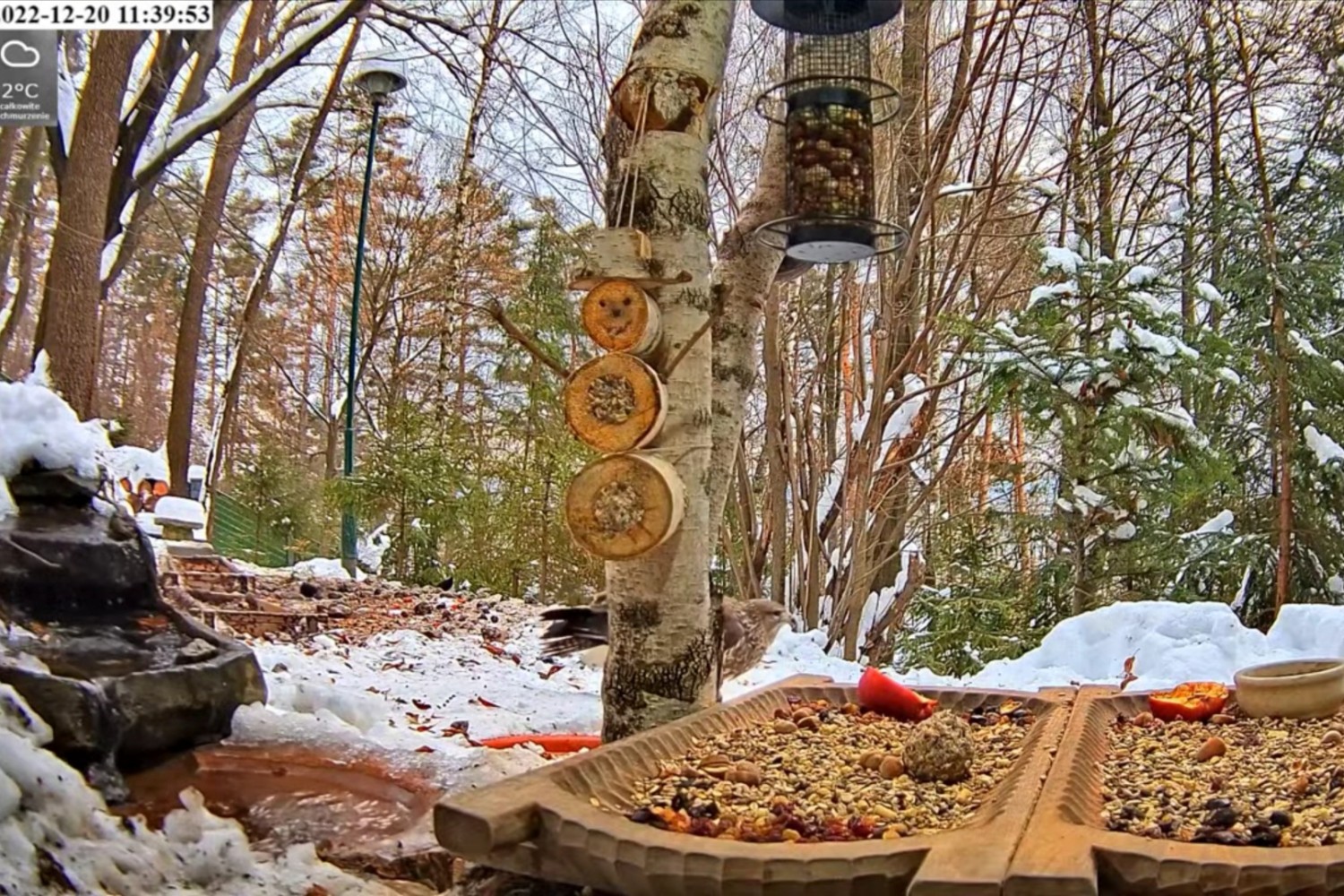 livebirdspoland_deb77bb524b548a6f054a9a124551e33.jpg