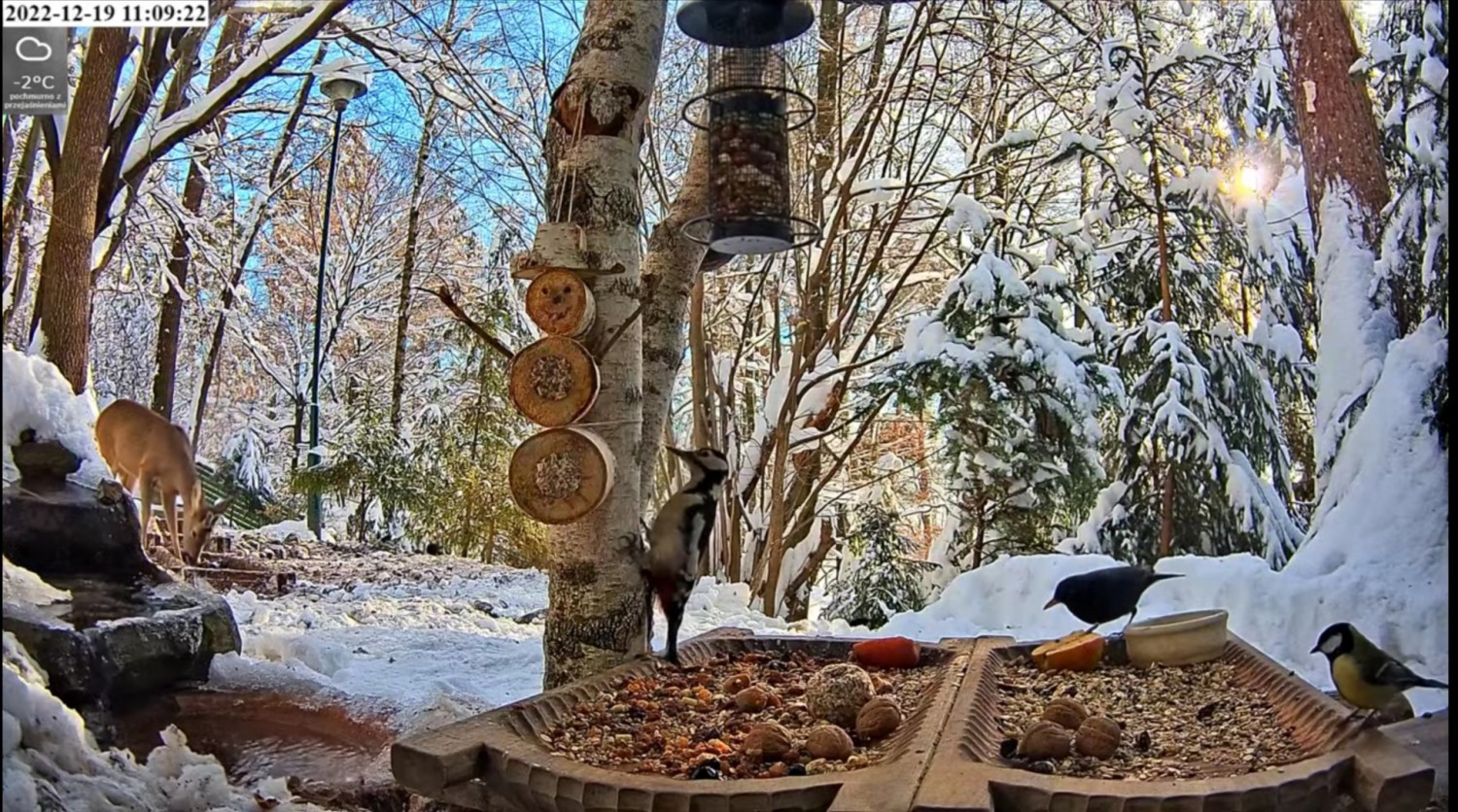 livebirdspoland_3c8cc1d4d6a47b51d214ab6143305c64.jpg