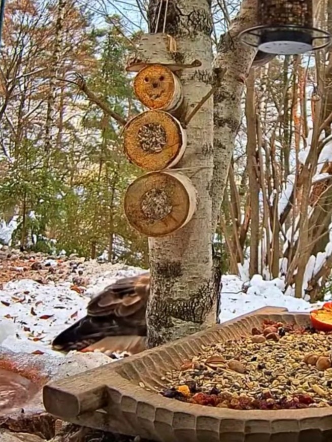 livebirdspoland_0f4adb163354e1b79d4afa5317e00114.jpg