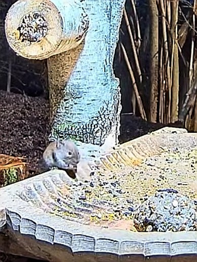 livebirdspoland_17e3a892061b4a37350c6d24829db93a.jpg
