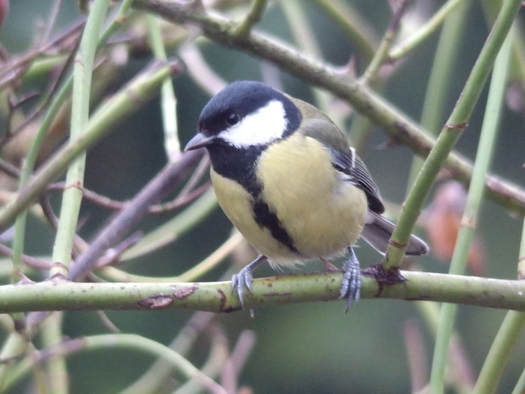 livebirdspoland_87616a8ca1d36a9256ae3f9e325ede04.jpg