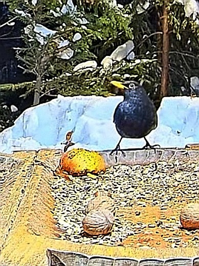 livebirdspoland_4d0fbd64e75b3b6a7b2988924bae9af5.jpg