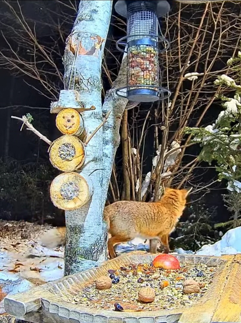 livebirdspoland_b3c2263614d0cb6308e58d7f1967ad72.jpg