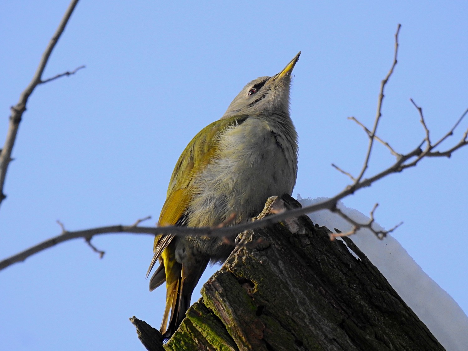 livebirdspoland_9f71352a5b29d3a84e76fd46535733ff.jpg