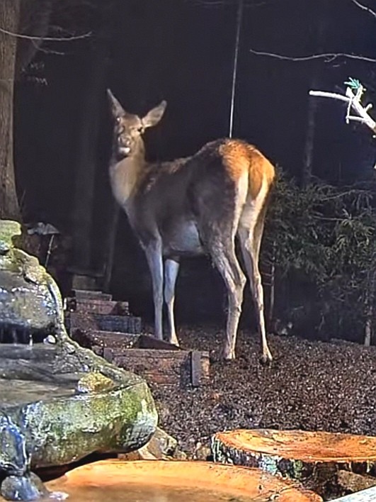 livebirdspoland_8bce5edf726e7fa1765bb5b78e03d49f.jpg