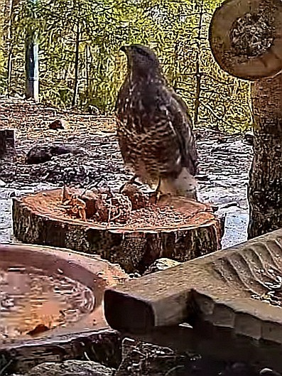 livebirdspoland_a54570d1a8685990cec4f44fefc24a41.jpg