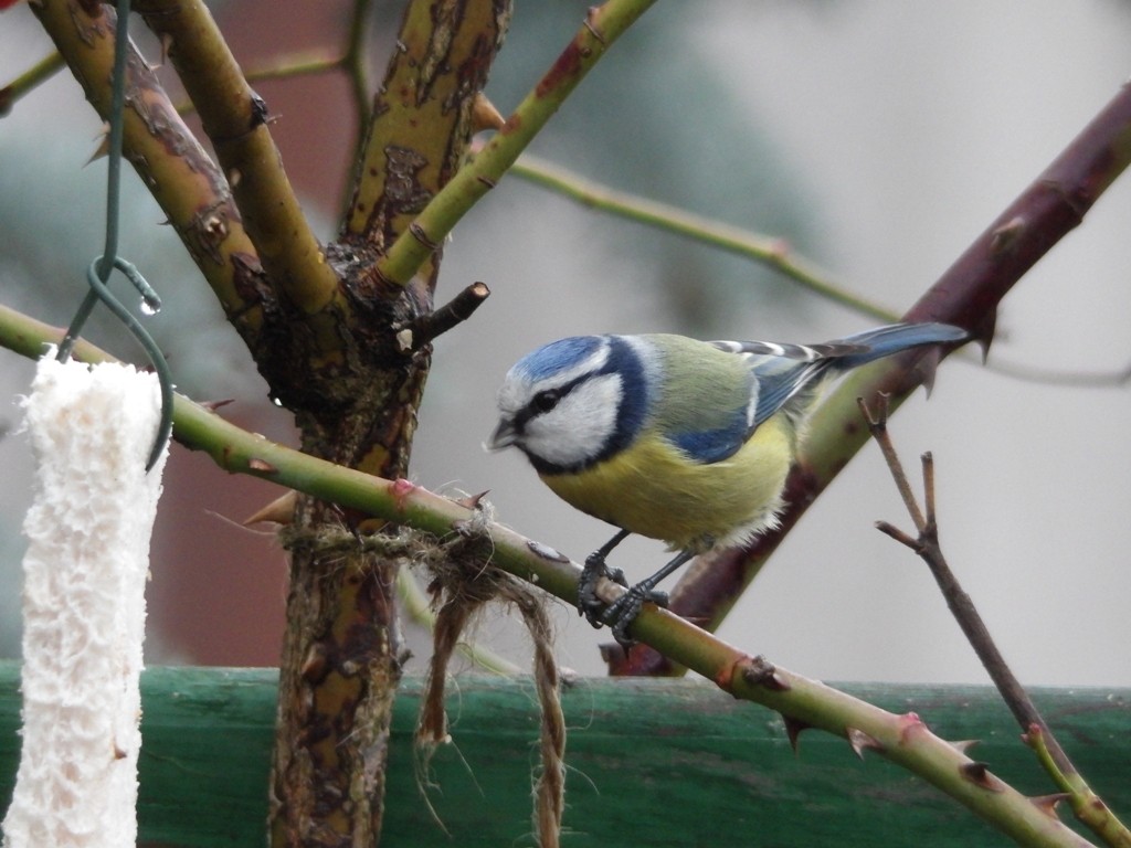 livebirdspoland_06552d4e2572827c38625c21efc523e7.jpg