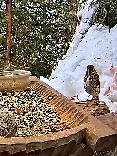 livebirdspoland_6aa460df69c4cf7d229d7e404c0e467d.jpg