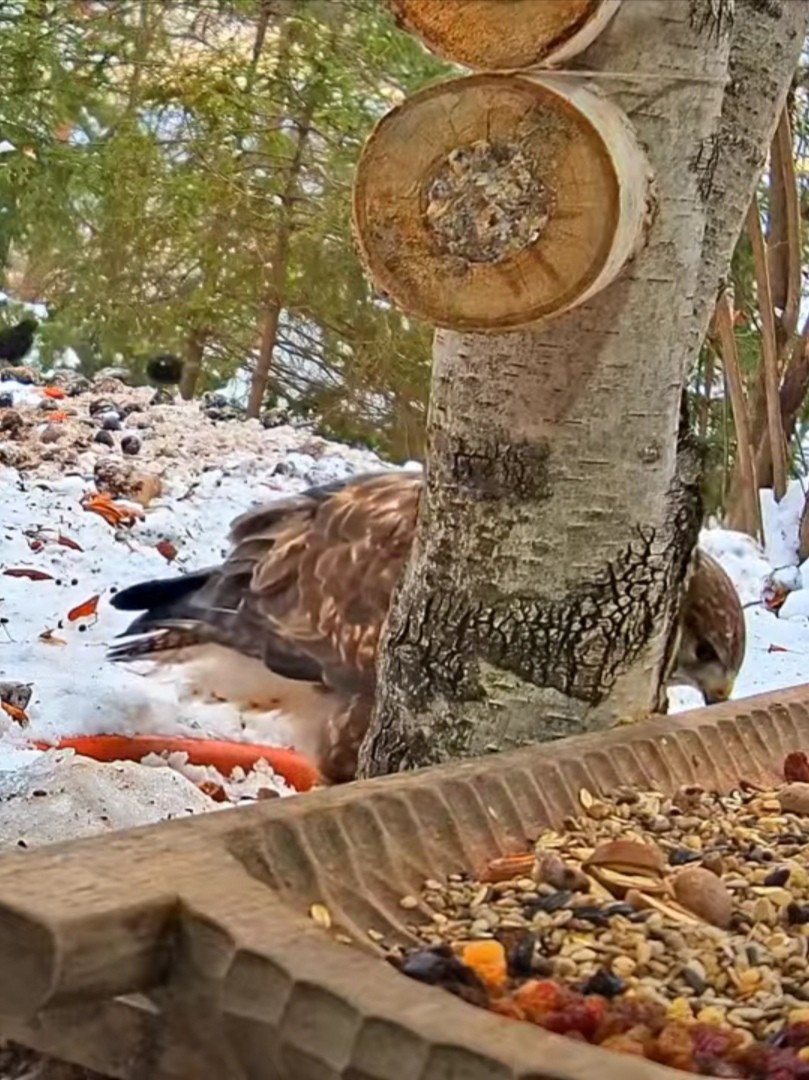 livebirdspoland_01c42d3fb20a9aa63052fed91c5f4a8c.jpg