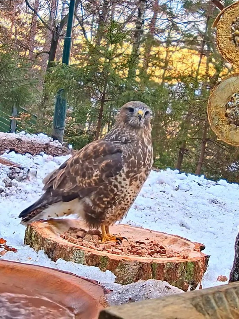 livebirdspoland_6d89beebfda88b9e9094e3bc71d071b1.jpg