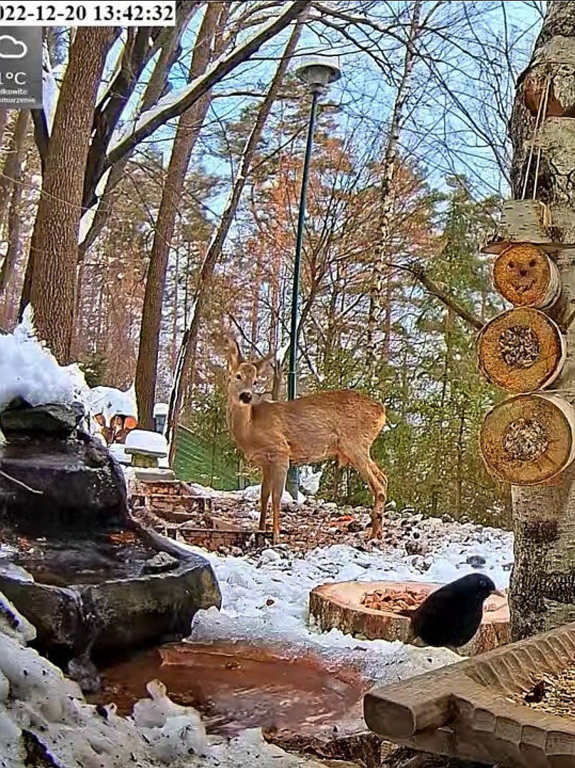 livebirdspoland_f9cf4e70dee0382665359ce4c5e86e2a.jpg
