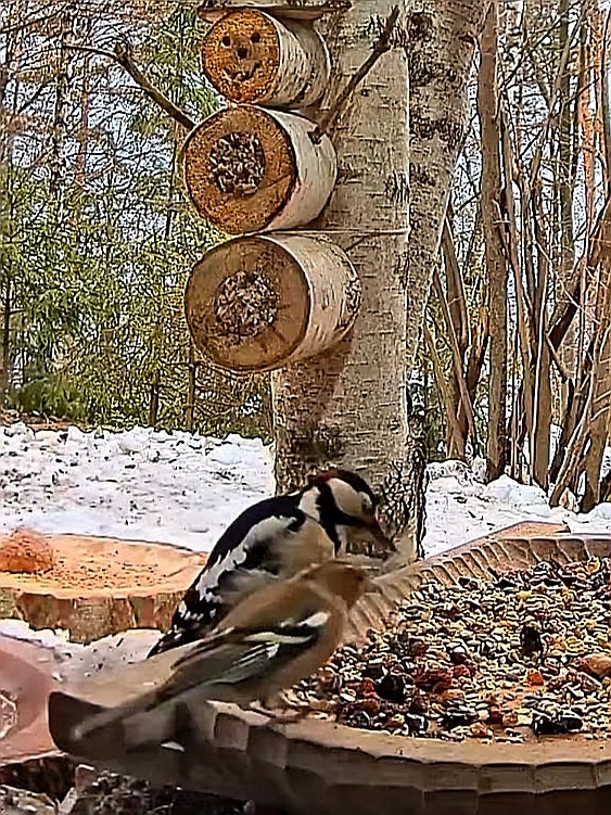 livebirdspoland_57ab5eb7a742d5a860b093dd8d82f646.jpg
