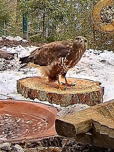 livebirdspoland_999e69bd65d9fa9b419896ab4fdcfda6.jpg