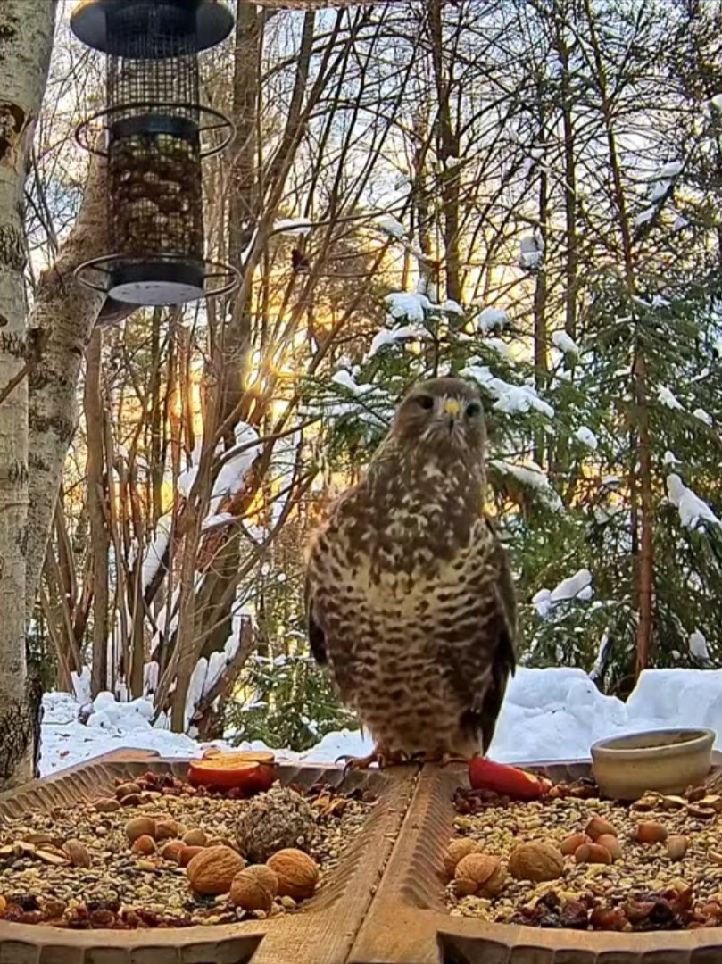 livebirdspoland_568015132983bccc7c0501218bdca56b.jpg