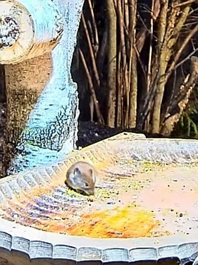 livebirdspoland_aaead6063aa23a64347f2a12abba5130.jpg