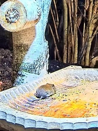 livebirdspoland_f4e58c39cb6d750c53a55082cafdec59.jpg