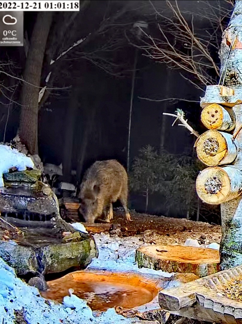 livebirdspoland_14fe264a0f13cfb6c070b97be3113124.jpg