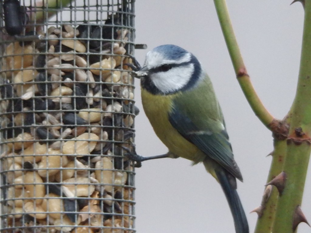 livebirdspoland_3f49259d5ced6e970c6008c57a9c35b0.jpg