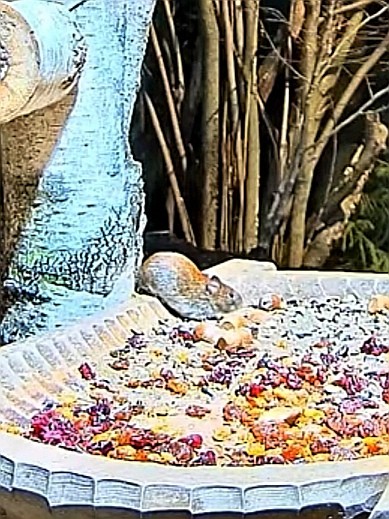 livebirdspoland_4e64662cf05128de7846a8fb73b79f2d.jpg