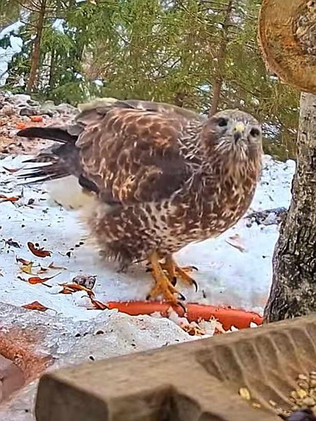 livebirdspoland_c31c8a01bfc7dd70aaeb5f62edaaf47b.jpg