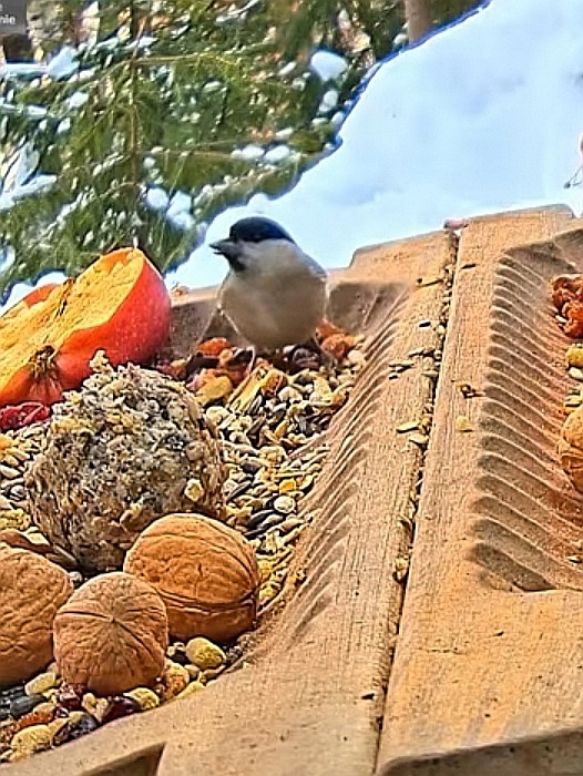 livebirdspoland_979446e64987ee7a7cabccfb79e61917.jpg