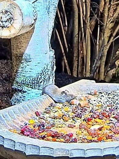livebirdspoland_f69e1fb01a8f7cc9b5c37ef971d7b3e2.jpg
