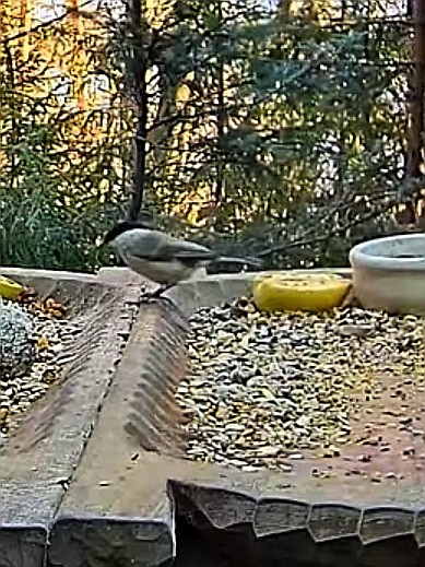 livebirdspoland_81b76e13aadcbc6d185a6d3a56accc41.jpg