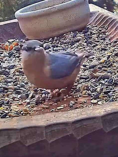 livebirdspoland_f38bad65f3efc06e3a3ccc3c12ee12f5.jpg
