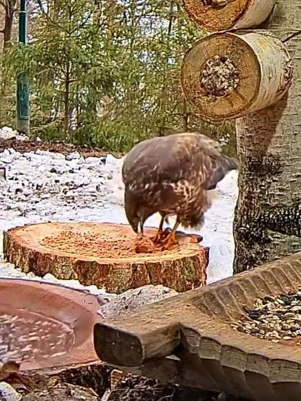 livebirdspoland_ef7feaf2c3eeb981054bf9e5ff65c1c6.jpg