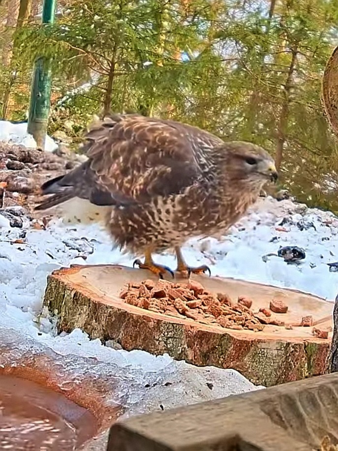 livebirdspoland_4acf758e0b274e9465eb0a27b7ae5a41.jpg