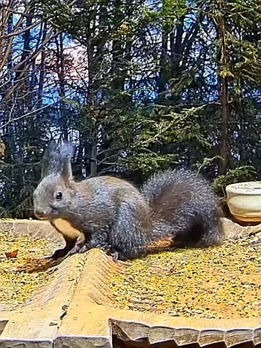 livebirdspoland_3a8ac73c43bf23b35a888eadf7658b71.jpg