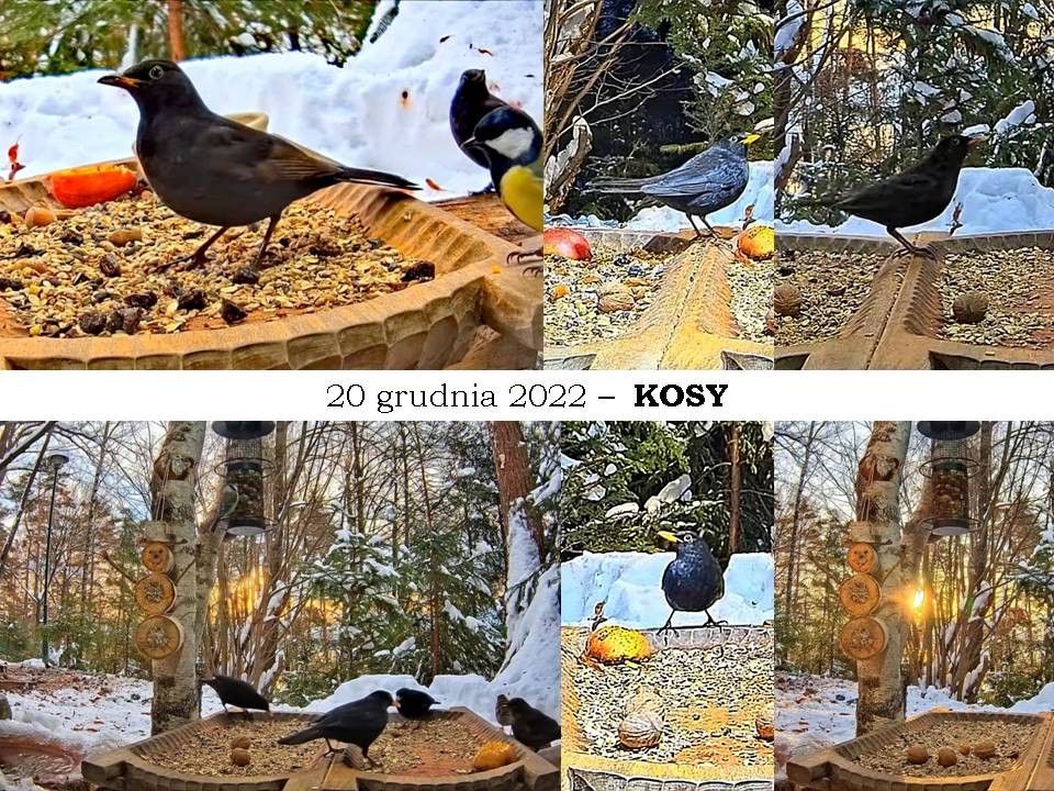 livebirdspoland_892f9a94e018a9b9d5366ccd4e7436e9.jpg