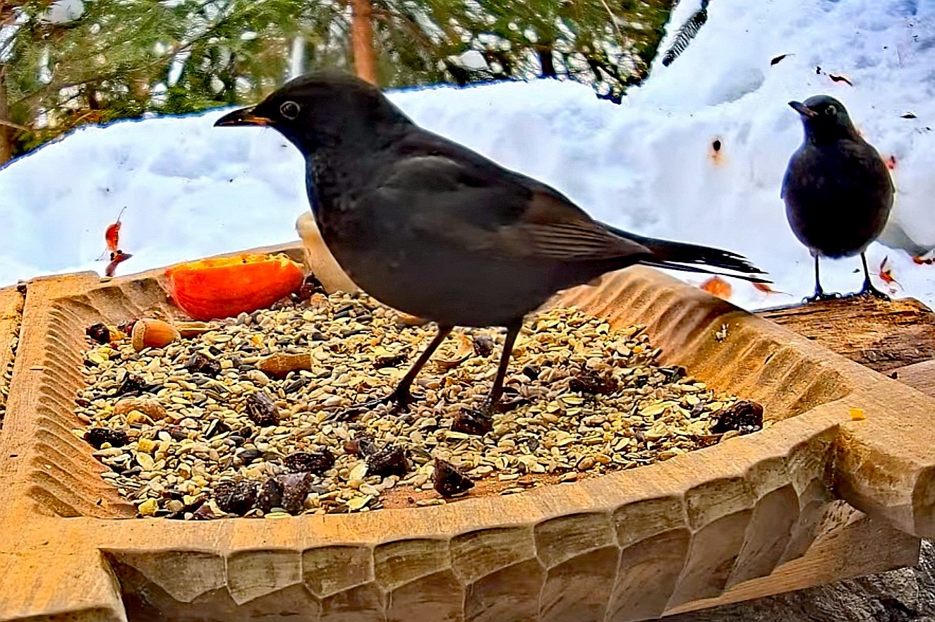 livebirdspoland_fea73bae6ce35df26e17e7c34bc8e50b.jpg