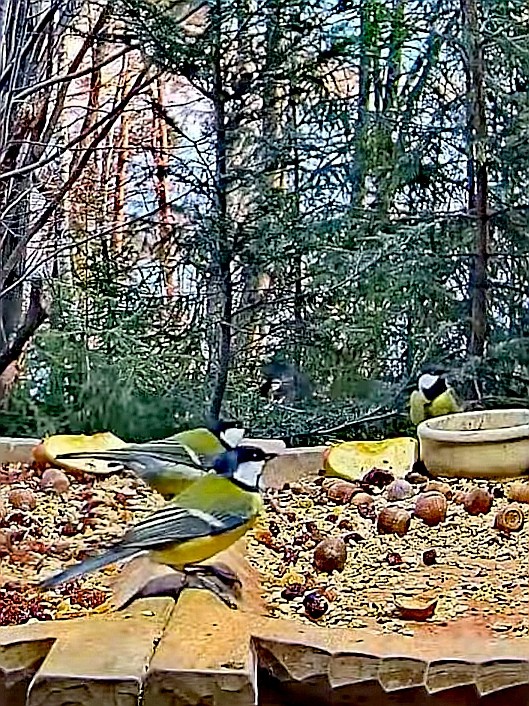 livebirdspoland_aca25faf3ddfb6110bfa9b8514415be2.jpg