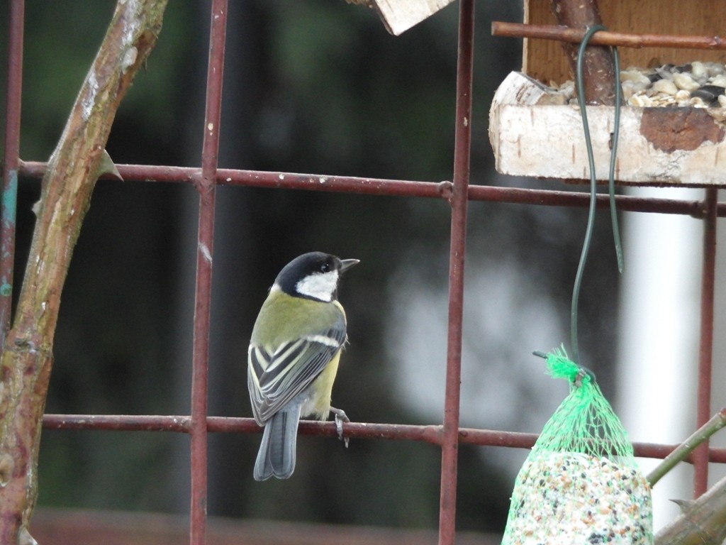 livebirdspoland_74f0ab243ecfdeda351fa424f3b36ea1.jpg