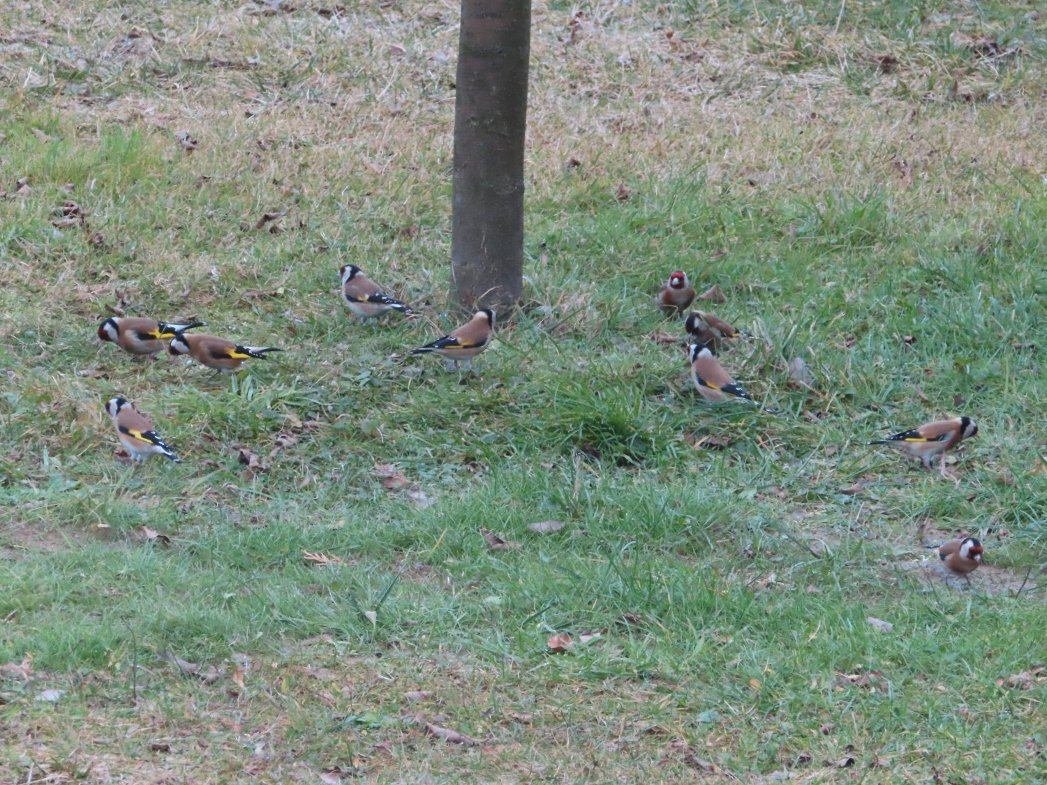 livebirdspoland_30ec78bde007b04f87e8c8fe384b49da.jpg