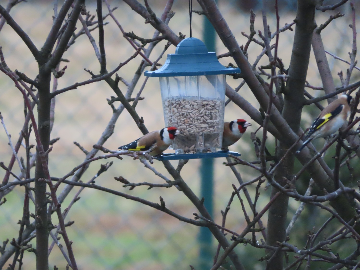 livebirdspoland_604ea8d28f354d8f72f93b8c8f046588.jpg