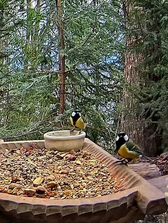 livebirdspoland_3459d58005328ac6cd869b625fa44f06.jpg