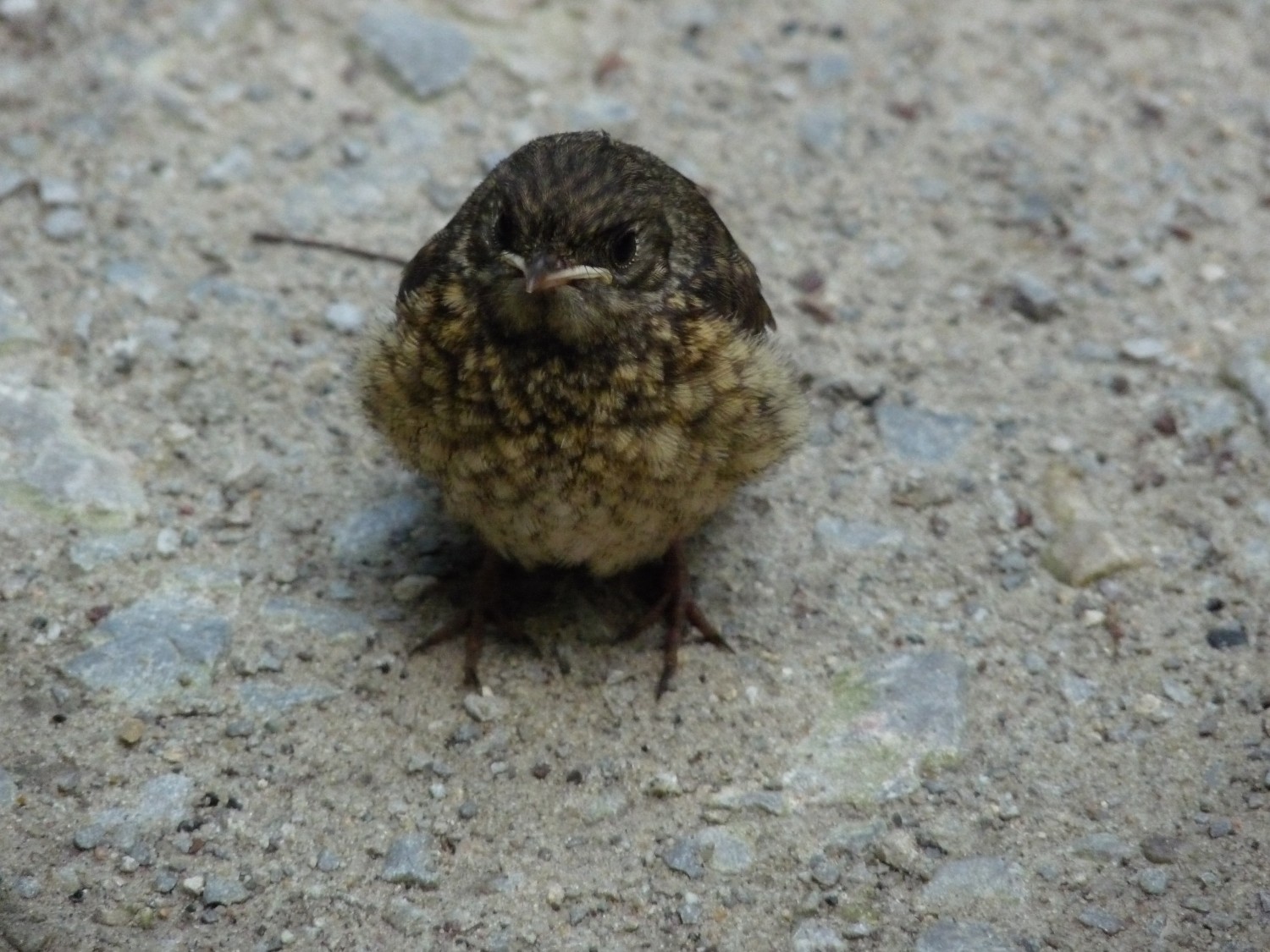 livebirdspoland_5c6782f01f689da04938b45934f3af62.jpg