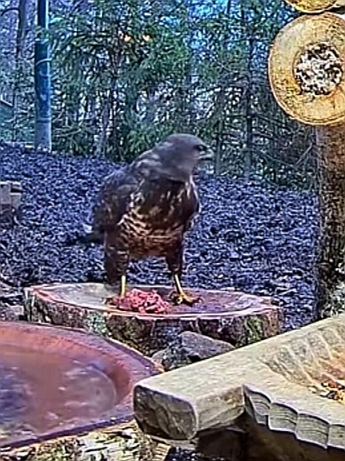 livebirdspoland_6f342c79261e4d806cf67325c0a30f2c.jpg