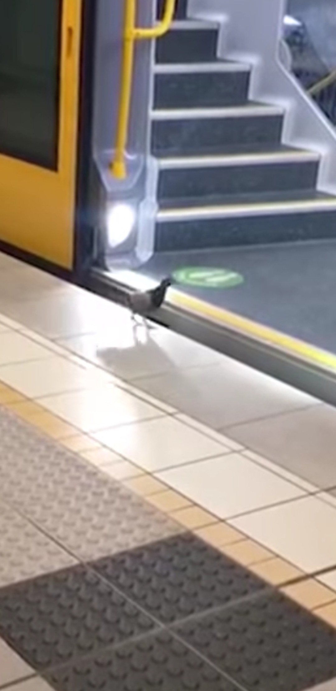 livebirdspoland_ccdca0a907f10f599ddce9c977638ea2.jpg