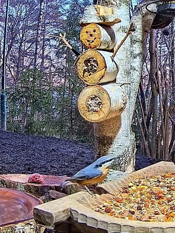 livebirdspoland_2b30a4a1952975ae9b66b62cecea50d3.jpg