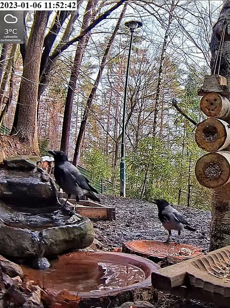 livebirdspoland_dfb02827ade630ccf9179d1266ea2886.jpg