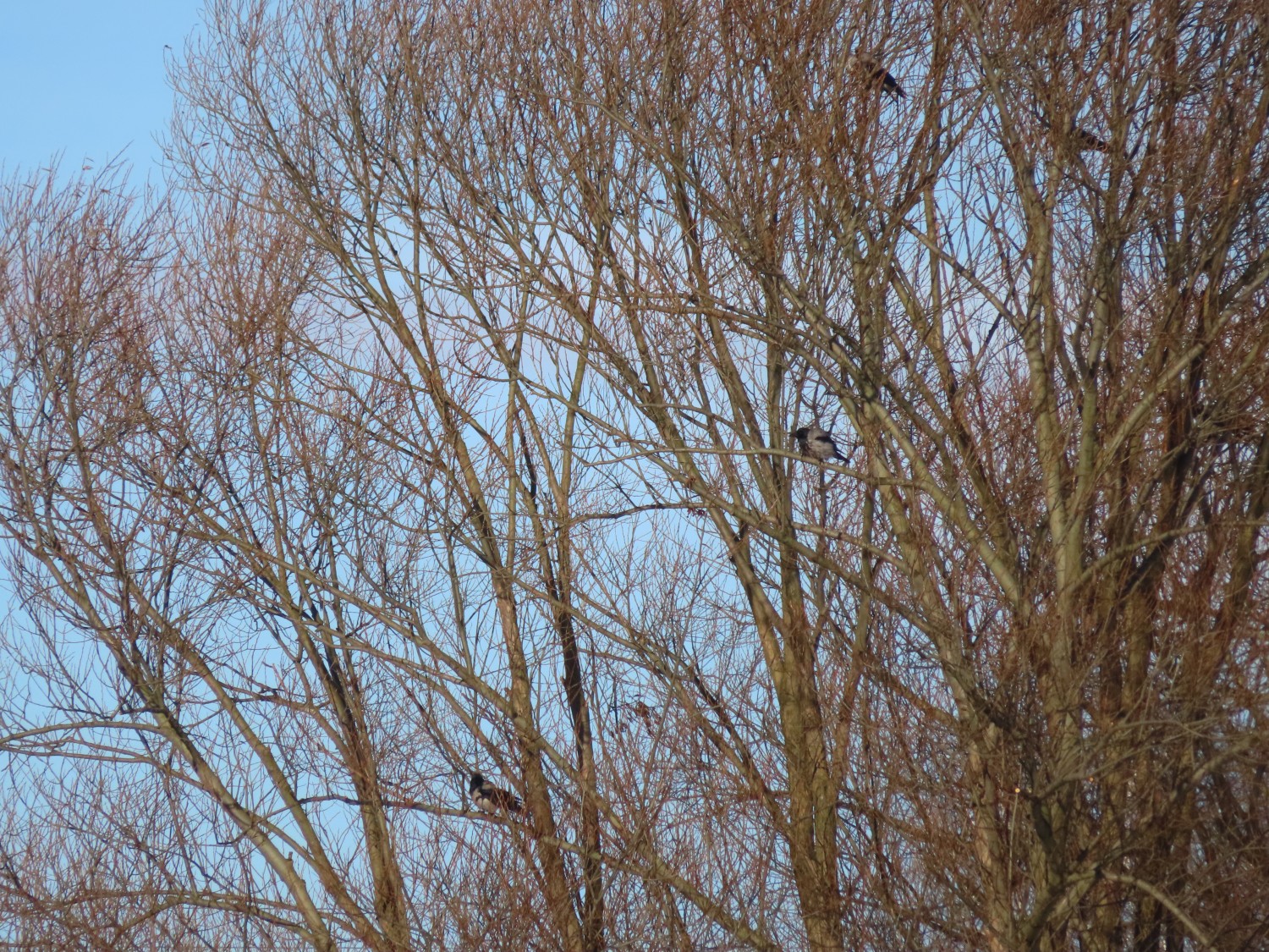 livebirdspoland_e8b5b31d8a8b5383a84ba0485315b483.jpg