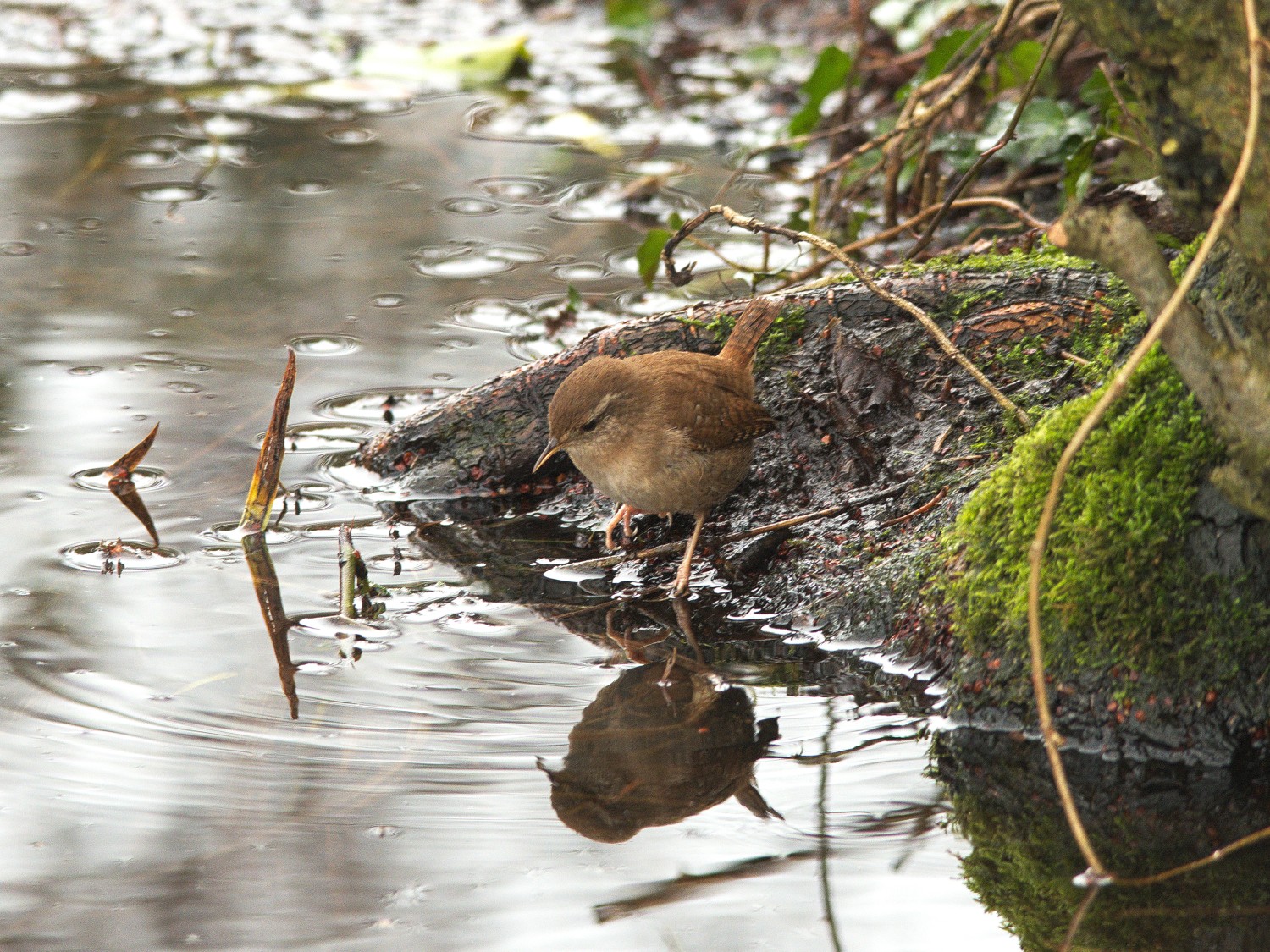 livebirdspoland_2b305099ac94ea922a1529469450aa0f.jpg