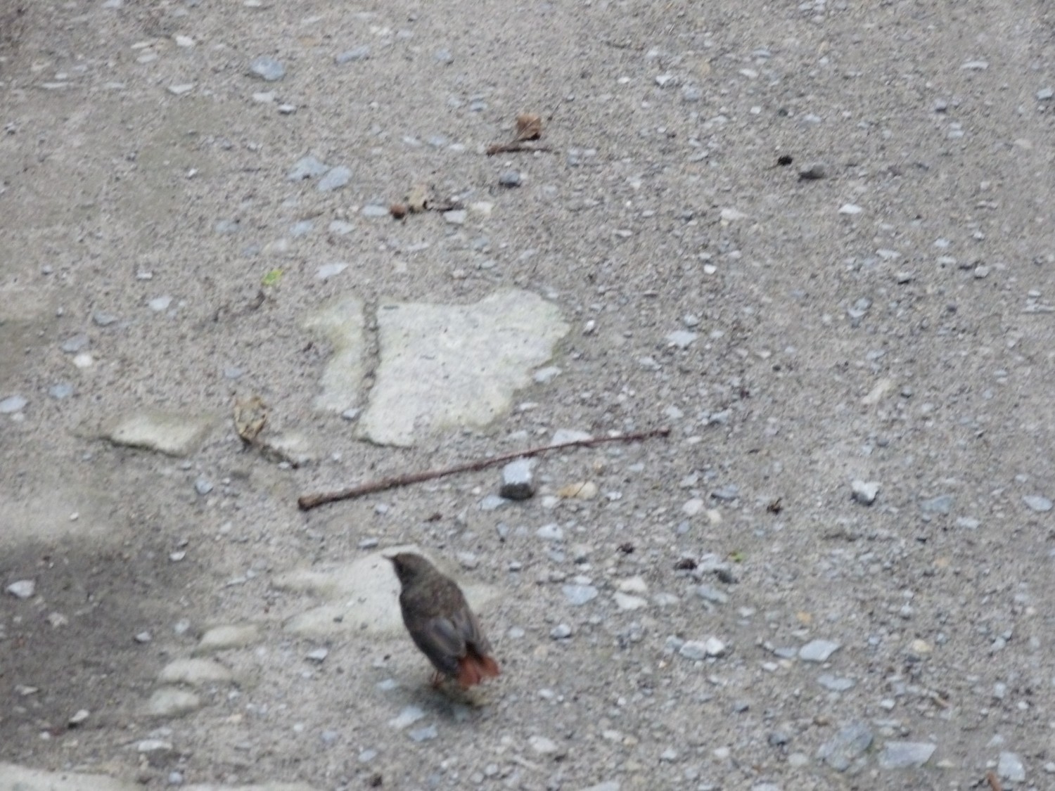 livebirdspoland_2edfae983416f64ef9fe39d87a74cc6e.jpg