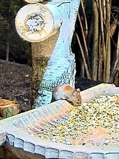 livebirdspoland_f4898102108bb53c0da43a9f4e37dad1.jpg